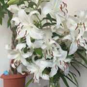 ヒメ日記 2025/07/18 11:54 投稿 佐々波エヴァ Mrs.Dandy Ueno