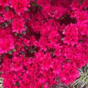 ヒメ日記 2025/04/25 13:15 投稿 もか フォーチュン