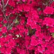 ヒメ日記 2025/09/02 21:54 投稿 もか フォーチュン