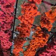 ヒメ日記 2025/09/26 09:33 投稿 もか フォーチュン