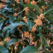 ヒメ日記 2025/11/04 13:48 投稿 もか フォーチュン