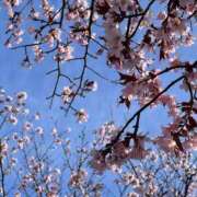 ヒメ日記 2025/04/28 07:27 投稿 かな シークレットサービス