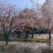 ヒメ日記 2026/03/16 11:30 投稿 さりな 熟女の風俗最終章 西川口店