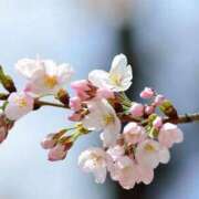 ヒメ日記 2025/04/12 09:08 投稿 あんず 長野権堂更埴ちゃんこ