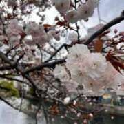 ヒメ日記 2025/04/13 07:00 投稿 りく 横浜人妻セレブリティ（ユメオト）