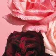 ヒメ日記 2024/12/18 16:15 投稿 伊万里(いまり) 相模原人妻城