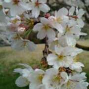 ヒメ日記 2025/04/02 16:22 投稿 めぐみ 人妻小旅行