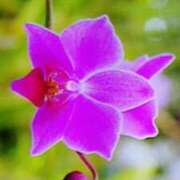 ヒメ日記 2025/05/08 13:12 投稿 めぐみ 人妻小旅行