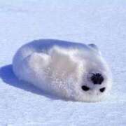 ヒメ日記 2025/03/04 22:28 投稿 かなで ホテピン