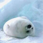 ヒメ日記 2025/03/11 14:08 投稿 かなで ホテピン