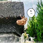 ヒメ日記 2025/08/09 11:54 投稿 Riisa(りいさ） AMATERAS(アマテラス)(福山)