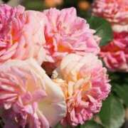 ヒメ日記 2025/09/02 23:24 投稿 Mai THE MUSE