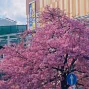 ヒメ日記 2025/03/21 18:28 投稿 彩葉朋香(いろはともか) 五十路マダムエクスプレス厚木店(カサブランカグループ)