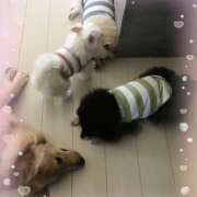 ヒメ日記 2025/06/13 18:00 投稿 凛々花-りりか【FG系列】 ほんとうの人妻　柏店