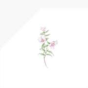 ヒメ日記 2025/07/03 18:26 投稿 花音(かのん) グランドオペラ福岡