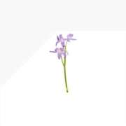 ヒメ日記 2025/10/25 21:05 投稿 花音(かのん) グランドオペラ福岡