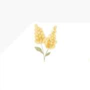 ヒメ日記 2025/11/14 00:31 投稿 花音(かのん) グランドオペラ福岡