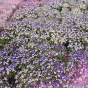 ヒメ日記 2026/04/11 19:32 投稿 あみ 梅田アバンチュール