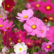 ヒメ日記 2024/12/27 20:52 投稿 紫月咲夜 五十路マダムエクスプレス船橋店(カサブランカグループ)