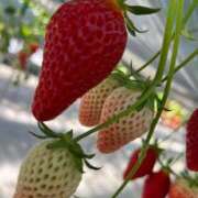 ヒメ日記 2025/03/05 08:28 投稿 紫月咲夜 五十路マダムエクスプレス船橋店(カサブランカグループ)