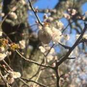 ヒメ日記 2025/03/21 13:04 投稿 紫月咲夜 五十路マダムエクスプレス船橋店(カサブランカグループ)