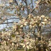 ヒメ日記 2025/03/27 13:20 投稿 紫月咲夜 五十路マダムエクスプレス船橋店(カサブランカグループ)