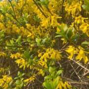 ヒメ日記 2025/03/28 11:04 投稿 紫月咲夜 五十路マダムエクスプレス船橋店(カサブランカグループ)