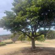 ヒメ日記 2025/04/04 12:18 投稿 紫月咲夜 五十路マダムエクスプレス船橋店(カサブランカグループ)