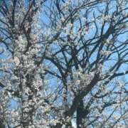 ヒメ日記 2025/04/07 11:12 投稿 紫月咲夜 五十路マダムエクスプレス船橋店(カサブランカグループ)