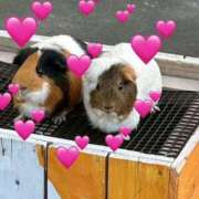 紫月咲夜 よっしゃ?? 五十路マダムエクスプレス船橋店(カサブランカグループ)