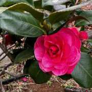 ヒメ日記 2026/03/21 12:24 投稿 紫月咲夜 五十路マダムエクスプレス船橋店(カサブランカグループ)