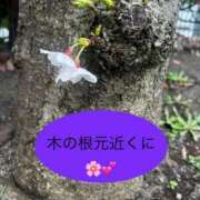 ヒメ日記 2026/03/29 11:34 投稿 紫月咲夜 五十路マダムエクスプレス船橋店(カサブランカグループ)