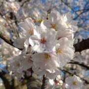 ヒメ日記 2026/04/05 12:04 投稿 紫月咲夜 五十路マダムエクスプレス船橋店(カサブランカグループ)