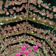 紫月咲夜 ぬるま湯の茹でガエル 五十路マダムエクスプレス船橋店(カサブランカグループ)