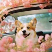 ヒメ日記 2025/04/01 14:19 投稿 如月胡桃(きさらぎくるみ) 九州熟女　熊本店