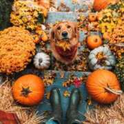 ヒメ日記 2025/10/15 14:39 投稿 如月胡桃(きさらぎくるみ) 九州熟女　熊本店