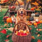 ヒメ日記 2025/10/31 08:39 投稿 如月胡桃(きさらぎくるみ) 九州熟女　熊本店