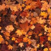 ヒメ日記 2025/10/31 19:29 投稿 如月胡桃(きさらぎくるみ) 九州熟女　熊本店