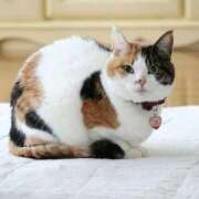 ヒメ日記 2026/01/29 02:19 投稿 如月胡桃(きさらぎくるみ) 九州熟女　熊本店