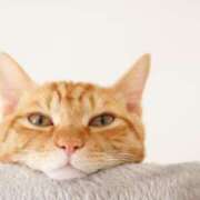 みき 久しぶりにみたら 全力！！乙女坂46(古町)