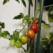 臼井朋美 家庭菜園 五十路マダム 博多店