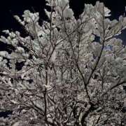 ヒメ日記 2025/01/04 23:33 投稿 恭子 痴女@女王様