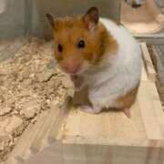 ヒメ日記 2025/11/01 09:27 投稿 リク Grace東京