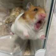 ヒメ日記 2026/02/17 09:34 投稿 リク Grace東京