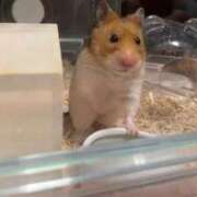 ヒメ日記 2026/03/12 10:04 投稿 リク Grace東京