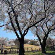 ヒメ日記 2026/04/04 09:27 投稿 リク Grace東京