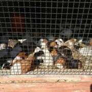 ヒメ日記 2026/04/18 20:57 投稿 リク Grace東京