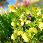 ヒメ日記 2025/05/03 07:28 投稿 白妃　くぅ PLATINA R-30（すすきの）