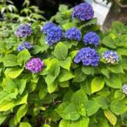 ヒメ日記 2025/06/07 08:30 投稿 白妃　くぅ PLATINA R-30（すすきの）