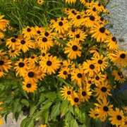 ヒメ日記 2025/07/01 11:28 投稿 白妃　くぅ PLATINA R-30（すすきの）